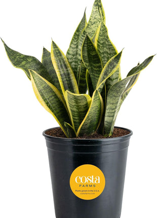Costa Farms Sansevieria Grower's Choice Snake Live Indoor Plant, 12-Inches Tall, Grower Pot