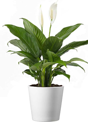 American Plant Exchange Peace Lily, Live Spathiphyllum Plant, Indoor Flowering Houseplant, 4-Inch Pot, Deco Cover, Easy Care, Low Light, Perfect for Housewarming, Sympathy, or Party Gift