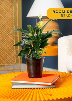 Costa Farms Peace Lily, Live Indoor Plant with Flowers, Air Purifying Houseplant in Nursery Planter Pot, Potting Soil, Thinking of You Gift, Plants Room Decor, 1 Foot Tall