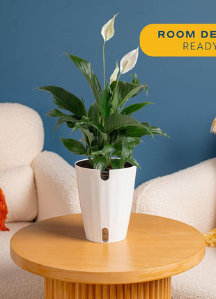 Costa Farms Peace Lily Live Plant in Decorative Pot, Air Purifying Flowering Indoor Houseplant, Perfect for Home, Room, or Office Decor, Great House Warming or Birthday Gift, 14-24 Inches Tall