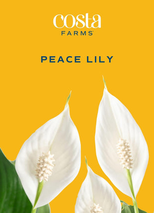 Costa Farms Peace Lily Live Plant in Decorative Pot, Air Purifying Flowering Indoor Houseplant, Perfect for Home, Room, or Office Decor, Great House Warming or Birthday Gift, 14-24 Inches Tall