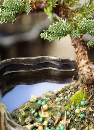 Brussel's Bonsai - Live Green Mound Juniper Bonsai Tree in Zen Reflections Pot, Outdoor Bonsai Tree Live Plant, 3 Years Old, 6-8 Inches Tall, Easy Care Bonsai for Patio Garden (Small, Green)