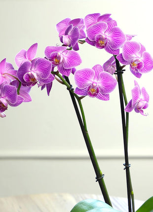 Premium Purple Live Orchid Plant Blooming in 3.5 inch Blue & White Orchid Pot, Live Plants, Houseplant Gifts, Approx. 16 inch Tall, Pet Friendly Houseplants, Phalaenopsis Moth Flower by Plants for Pets