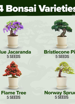 Bonsai Tree Kit Gifts for Men & Women - Grow 4 Bonsai Trees - Unique Gardening Crafts for Adults, DIY Hobbies for Plant Lovers & Gardeners - Unusual Christmas Gift Ideas for Mom & Dad