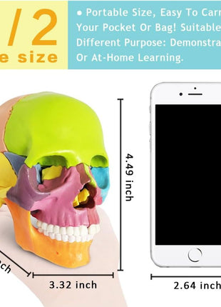 New Anatomy Skull Model 15 Parts Human Anatomy Exploded Skull Detachable Palm-Sized Mini Human Color Medical Skull Model,Medical Dental Clinic Teaching Equipment,Learning with Color Study Manual