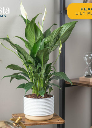Costa Farms Peace Lily, Live Indoor Plant with Flowers, Air Purifying Houseplant in Nursery Planter Pot, Potting Soil, Thinking of You Gift, Plants Room Decor, 1 Foot Tall