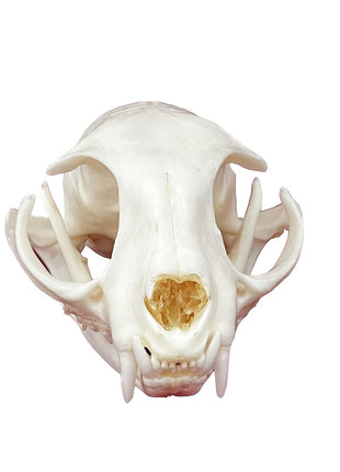CLLOEAT Taxidermy Real Animals Skulls, Real Bones Specimen, Taxidermy Supplies for Science Education, Special Gift (Turtle Skull)