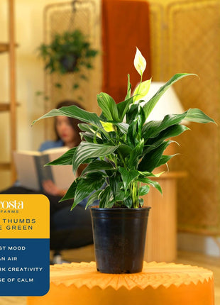 Costa Farms Peace Lily, Live Indoor Plant with Flowers, Air Purifying Houseplant in Nursery Planter Pot, Potting Soil, Thinking of You Gift, Plants Room Decor, 1 Foot Tall
