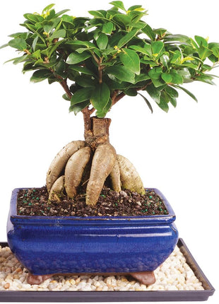 Brussel's Bonsai Live Ginseng Grafted Ficus Indoor Bonsai Tree - Medium, 6 Year, 8 to 12 In - Live Bonsai Tree in Ceramic Bonsai Pot and Humidity Tray