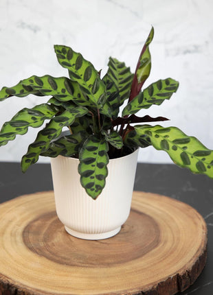 Pet Friendly House Plant Decor 3-Pack, Dog & Cat Safe Plants in 4 inch White Pots for Home & Office, Grower's Choice Live Houseplants, Approx. 9 inch Tall, Peperomia, Calathea & More by Plants for Pets