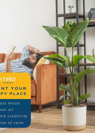 Costa Farms White Bird of Paradise Live Plant in Plastic Pot, Large Indoor Houseplant, Perfect for Home, Room, or Office Decor, Great House Warming or Birthday Gift, 2-3 Feet Tall