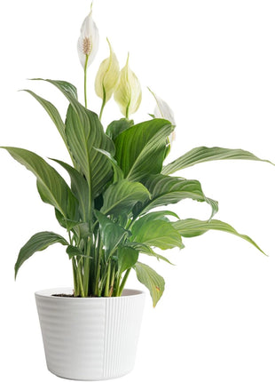 Costa Farms Peace Lily Live Plant in Decorative Pot, Air Purifying Flowering Indoor Houseplant, Perfect for Home, Room, or Office Decor, Great House Warming or Birthday Gift, 14-24 Inches Tall