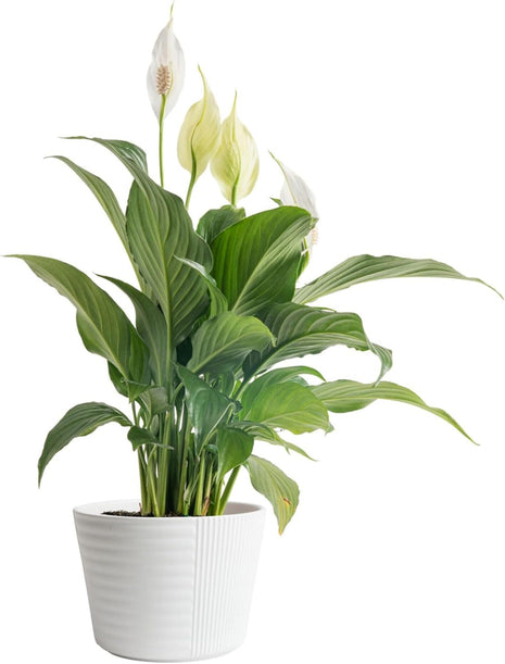 Costa Farms Peace Lily Live Plant in Decorative Pot, Air Purifying Flowering Indoor Houseplant, Perfect for Home, Room, or Office Decor, Great House Warming or Birthday Gift, 14-24 Inches Tall