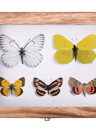 Insect Display Case Box Collection Box with Clear Top, EVA Foam Pinning Board and 100 Pieces Pins Insect Shadow Box Kit Entomology Supplies for Collecting Butterfly Specimen(Carbonized Black)
