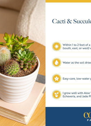 Costa Farms Live Succulents Garden, Assorted Plant Varieties in Decorative Pot, Easy to Maintain Succulent Indoor Houseplants, Room Decor, House Warming or Birthday Gift, 6 Inches Tall