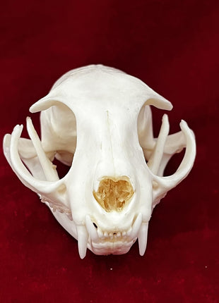 CLLOEAT Taxidermy Real Animals Skulls, Real Bones Specimen, Taxidermy Supplies for Science Education, Special Gift (Turtle Skull)