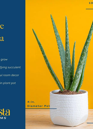 Costa Farms Aloe Vera Live Plant in Decorative Pot, Easy to Maintain, Air Purifying Succulent Indoor Houseplant, Home, Room, or Office Decor, House Warming or Birthday Gift, 12-18 Inches Tall