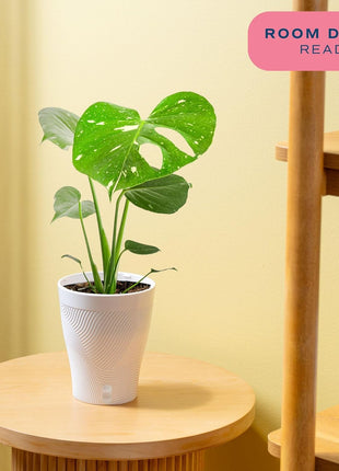 Costa Farms Thai Constellation, Variegated Monstera Live Plant in Self Watering Pot, Indoor Houseplant, Home, Room, or Office Decor, House Warming or Birthday Gift, 12-18 Inches Tall