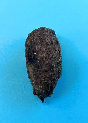 Pellets Barn Owl Pellet, Small (Pack of 20)