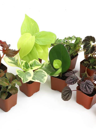 Altman Plants Live Houseplants (12PK), Indoor Plants for Delivery Prime, Live Plants and Gardening Gifts for Plant Lovers, Planters for Indoor Plants with Potting Soil, Live House Plants Indoors Live
