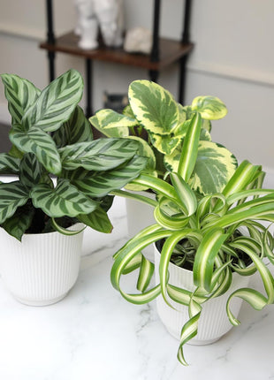 Pet Friendly House Plant Decor 3-Pack, Dog & Cat Safe Plants in 4 inch White Pots for Home & Office, Grower's Choice Live Houseplants, Approx. 9 inch Tall, Peperomia, Calathea & More by Plants for Pets
