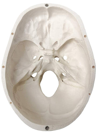 EVOTECH SCIENTIFIC Human Adult Skull Anatomical Model, Medical Quality, Life Size (9 inch Height) - 3 Part - Removable Skull Cap - Shows Most Major Foramen, Fossa, and Canals - for Medical Student