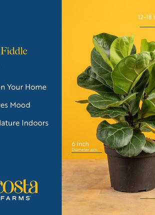 Costa Farms Baby Fiddle Leaf Fig Live Plant in Decorative Pot, Indoor Houseplant, Perfect for Home, Room, or Office Decor, Great House Warming or Birthday Gift, 12-18 Inches Tall