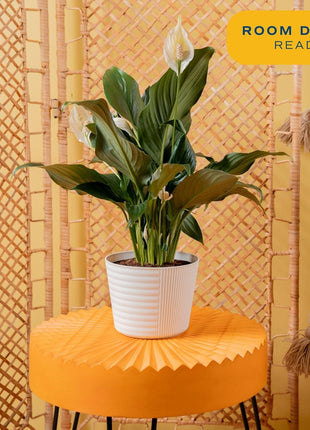 Costa Farms Peace Lily Live Plant in Decorative Pot, Air Purifying Flowering Indoor Houseplant, Perfect for Home, Room, or Office Decor, Great House Warming or Birthday Gift, 14-24 Inches Tall