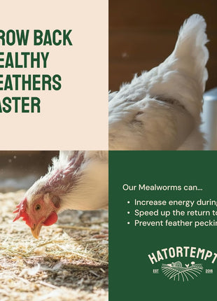 Hatortempt Dried Mealworms - Non-GMO & Organic - High-Protein Mealworms for Wild Bird Food, Ducks & Chickens (5lb)