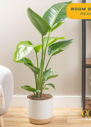 Costa Farms White Bird of Paradise Live Plant in Plastic Pot, Large Indoor Houseplant, Perfect for Home, Room, or Office Decor, Great House Warming or Birthday Gift, 2-3 Feet Tall