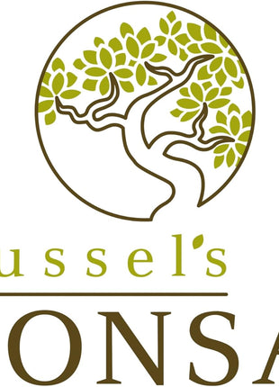 Brussel's Bonsai Live Golden Gate Ficus Indoor Bonsai Tree - Small, 4 Years Old, 5 to 8 In - Live Bonsai Tree in Ceramic Bonsai Pot with Humidity Tray