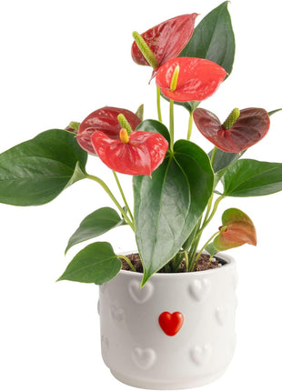 Costa Farms Anthurium, Flamingo Flower Live Plant in Decorative Pot, Air Purifying Flowering Indoor Houseplant, Home, Room, or Office Decor, House Warming or Birthday Gift, 10-14 Inches Tall