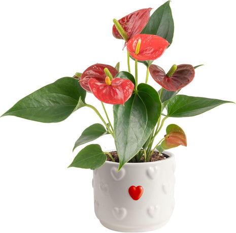 Costa Farms Anthurium, Flamingo Flower Live Plant in Decorative Pot, Air Purifying Flowering Indoor Houseplant, Home, Room, or Office Decor, House Warming or Birthday Gift, 10-14 Inches Tall