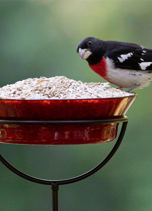 Audubon Park Sunflower Hearts & Chips Wild Bird Food, No Mess Sunflower Seeds for Birds, 5-Pound Bag