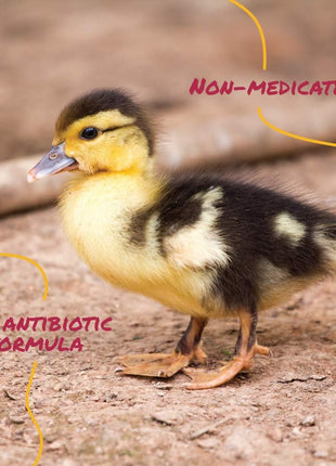 Manna Pro Duck Starter Grower Crumble | Non-Medicated Feed for Young Ducks | Supports Healthy Digestion | 25 Pounds