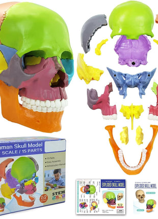 New Anatomy Skull Model 15 Parts Human Anatomy Exploded Skull Detachable Palm-Sized Mini Human Color Medical Skull Model,Medical Dental Clinic Teaching Equipment,Learning with Color Study Manual
