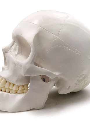 EVOTECH SCIENTIFIC Human Adult Skull Anatomical Model, Medical Quality, Life Size (9 inch Height) - 3 Part - Removable Skull Cap - Shows Most Major Foramen, Fossa, and Canals - for Medical Student