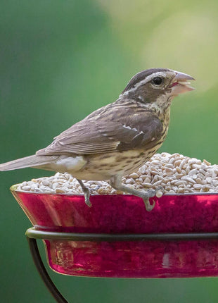 Audubon Park Sunflower Hearts Wild Bird Seed for Outside Feeders, 15-lb. Bag