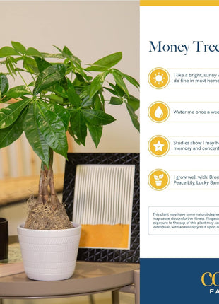 Costa Farms Money Tree Live Plant in Decorative Pot, Easy to Maintain, Air Purifying Braided Indoor Houseplant, Home, Room, or Office Decor, House Warming or Birthday Gift, 12-16 Inches Tall