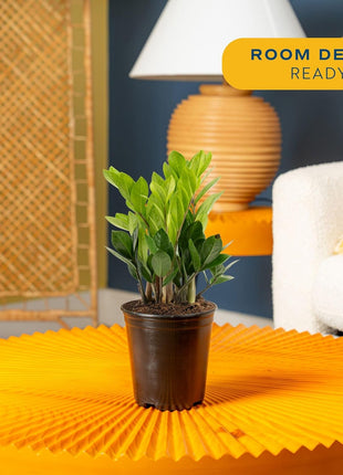 Costa Farms ZZ Live Plant in Plastic Pot, Easy to Maintain, Air Purifying Indoor Houseplant, Perfect for Home, Room, or Office Decor, Great House Warming or Birthday Gift, 12-20 Inches Tall