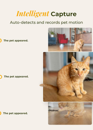 Arenti Ultimate Pet Care & Home Security Bundle: 2K Smart Feeder Kit with Water Fountain + 340° Pan/Tilt Battery Camera, WiFi App Control, 2-Way Audio, Ideal for Remote Pet Monitoring & Home Safety