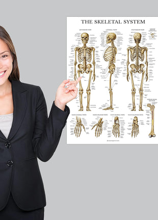 Palace Learning Muscular & Skeletal System Anatomical Poster Set - LAMINATED 2 Chart Set - Human Skeleton & Muscle Anatomy - (18 inch x 24 inch)