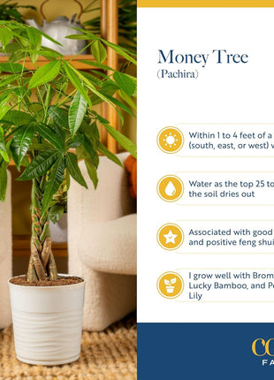 Costa Farms Money Tree Live Plant in Decorative Pot, Easy to Maintain, Air Purifying Braided Indoor Houseplant, Home, Room, or Office Decor, House Warming or Birthday Gift, 12-16 Inches Tall