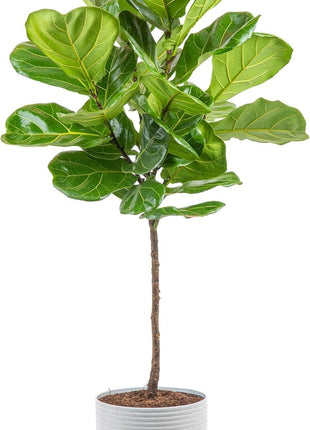 Costa Farms Fiddle Leaf Fig Tree, Ficus Lyrata Live Indoor Plant Potted in Indoor Garden Plant Pot, Potting Soil, Floor Houseplant Gift for Housewarming, Tropical Home or Room Decor, 3-4 Feet Tall