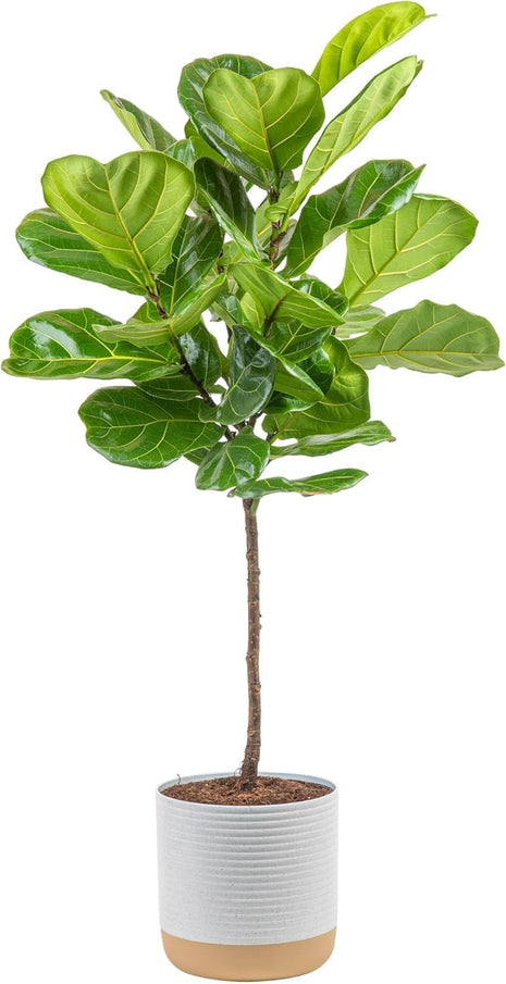 Costa Farms Fiddle Leaf Fig Tree, Ficus Lyrata Live Indoor Plant Potted in Indoor Garden Plant Pot, Potting Soil, Floor Houseplant Gift for Housewarming, Tropical Home or Room Decor, 3-4 Feet Tall