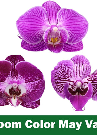 Premium Purple Live Orchid Plant Blooming in 3.5 inch Blue & White Orchid Pot, Live Plants, Houseplant Gifts, Approx. 16 inch Tall, Pet Friendly Houseplants, Phalaenopsis Moth Flower by Plants for Pets