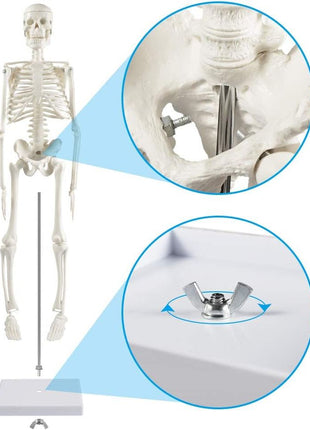 breesky Human Skeleton Model for Anatomy: 17" Human Skeleton Model with Movable Arms and Legs - Scientific Model for Study and Display