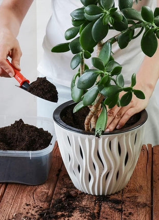 Back to the Roots 100% Organic Indoor Potting Mix (6 Quart), Promotes Healthy Houseplant Growth, Made in The USA