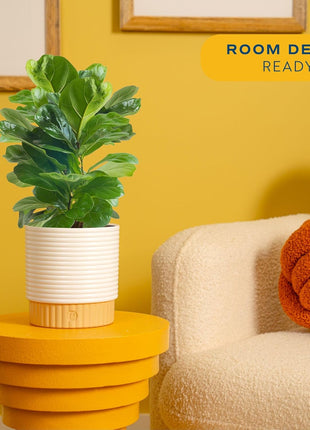 Costa Farms Baby Fiddle Leaf Fig Live Plant in Decorative Pot, Indoor Houseplant, Perfect for Home, Room, or Office Decor, Great House Warming or Birthday Gift, 12-18 Inches Tall