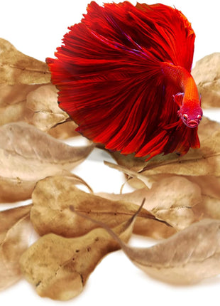SunGrow 50 pcs Catappa Indian Almond Leaves – 2" Water Conditioner for Betta Fish Tank, Aquarium Leaf for Fish Breeding, Shrimp, Goldfish, Guppy & Frogs